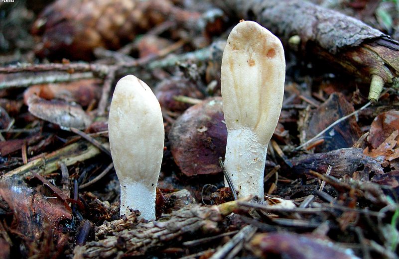 La foresta subalpina di Les breuleux  (CH)